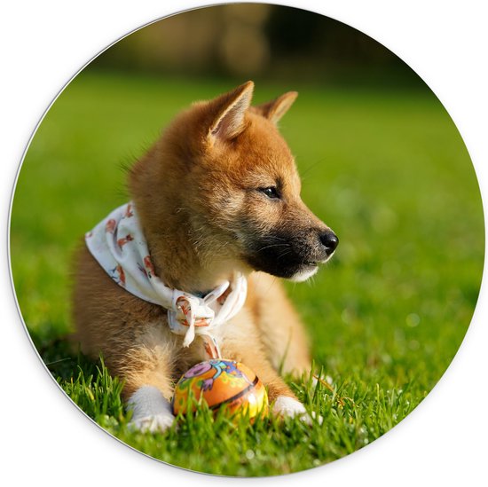 WallClassics - PVC Schuimplaat Muurcirkel - Bruine Shiba Hond in het Gras - 70x70 cm Foto op Muurcirkel (met ophangsysteem)