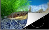 KitchenYeah® Inductie beschermer 81.2x52 cm - Een meerval in een aquarium - Kookplaataccessoires - Afdekplaat voor kookplaat - Inductiebeschermer - Inductiemat - Inductieplaat mat