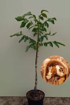 Jonge Walnotenboom | Juglans regia 'Broadview' | 80-100cm hoogte