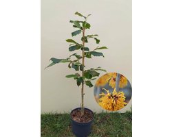 Jonge Toverhazelaar boom | Hamamelis intermedia 'Orange Beauty' | 100-150cm hoogte