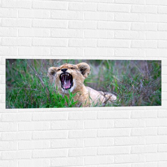 WallClassics - Muursticker - Brullend Leeuwen Welpje - 120x40 cm Foto op Muursticker