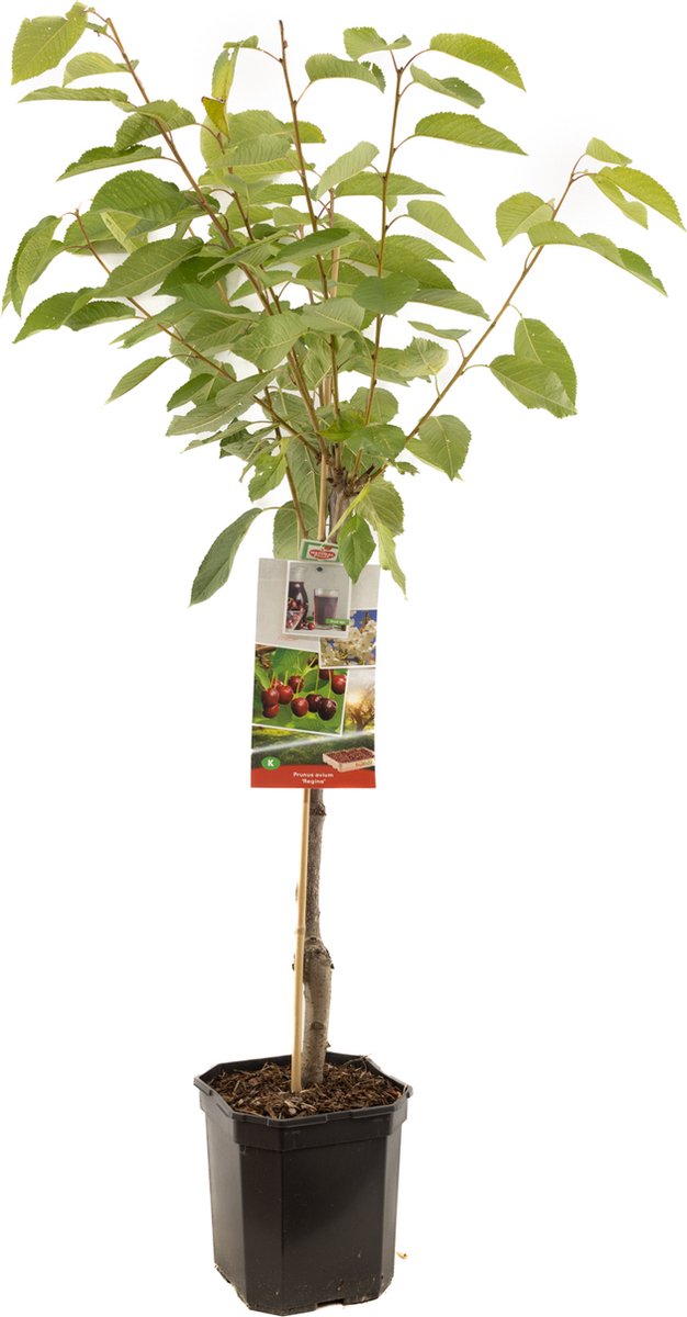 Kersenboom - Prunus avium Regina - zoete kers - laagstam - 160 cm hoog