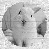 WallClassics - Muursticker Cirkel - Foto van een Konijntje in het Zwart Wit - 60x60 cm Foto op Muursticker