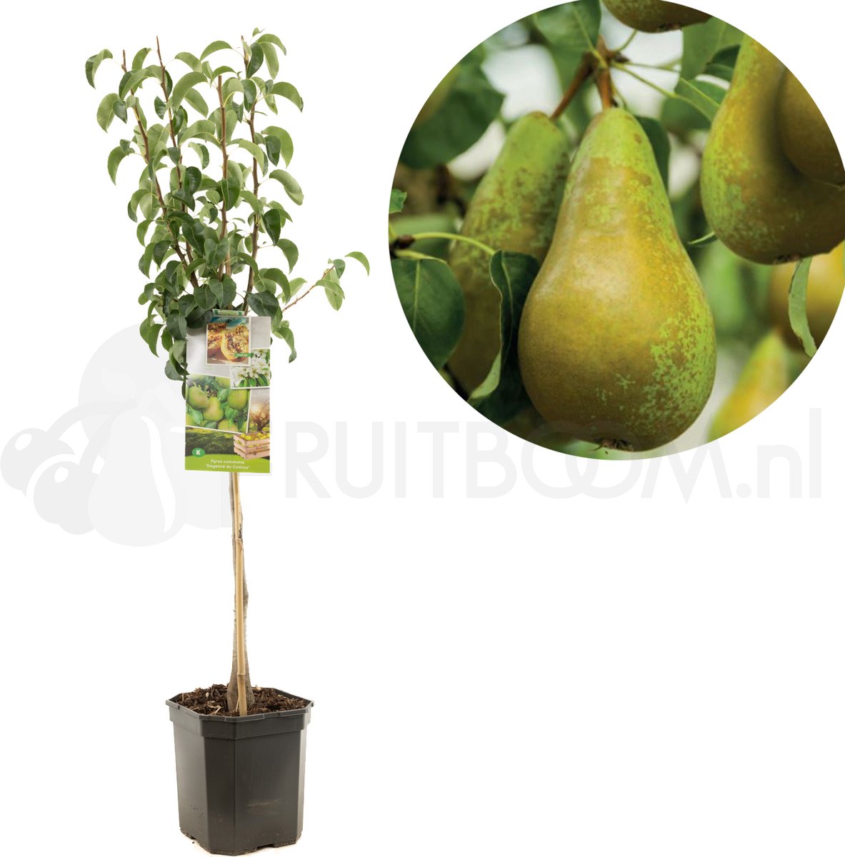 Perenboom - Pyrus Communis Conference - Handpeer
