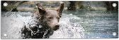 WallClassics - Poster de jardin – Chien marron courant dans l' Water - 60 x 20 cm Photo sur poster de jardin (décoration murale pour extérieur et intérieur)