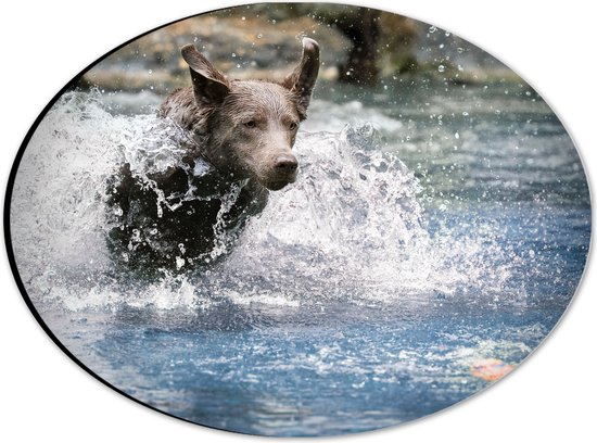 WallClassics - Dibond Ovaal - Bruine Hond Rennend door het Water - 28x21 cm Foto op Ovaal (Met Ophangsysteem)