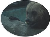 WallClassics - PVC Schuimplaat Ovaal - Etende Grizzlybeer - 28x21 cm Foto op Ovaal (Met Ophangsysteem)