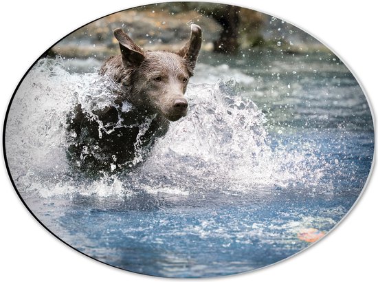 WallClassics - Dibond Ovaal - Bruine Hond Rennend door het Water - 40x30 cm Foto op Ovaal (Met Ophangsysteem)