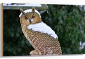 WallClassics - Bois - Chouette des neiges près des Buissons - 105x70 cm - 9 mm d'épaisseur - Photo sur bois (avec système de suspension)