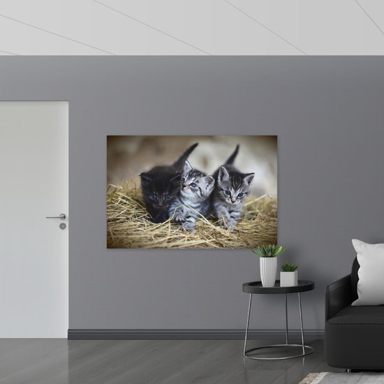 WallClassics - Dibond - Trio Jeunes Chatons dans le Foin - 150x100 cm Photo sur Aluminium (Décoration murale en métal)
