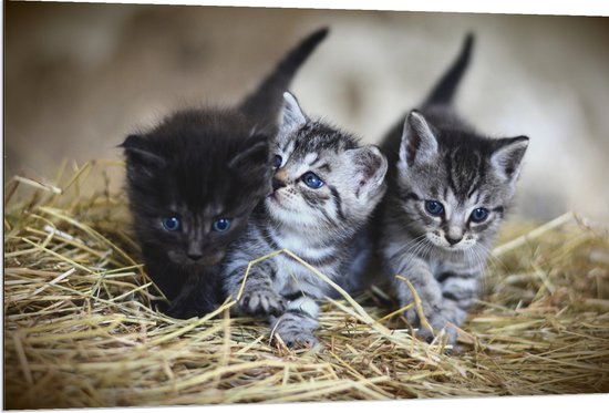 WallClassics - Dibond - Trio Jonge Kittens in het Hooi - 120x80 cm Foto op Aluminium (Met Ophangsysteem)