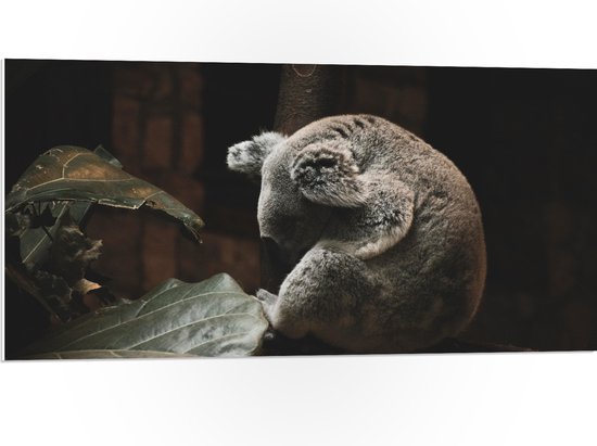 WallClassics - PVC Schuimplaat- Omhelzende Koala bij Boom en Bladeren - 100x50 cm Foto op PVC Schuimplaat