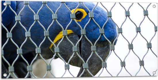 Tuinposter – Blauw Gele Papegaai achter Hek - 100x50 cm Foto op Tuinposter (wanddecoratie voor buiten en binnen)