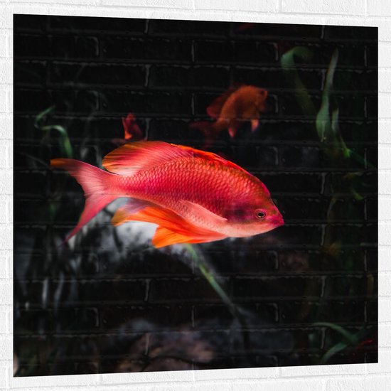 WallClassics - Muursticker - Rode Vis Zwemmend in Vijver - 100x100 cm Foto op Muursticker