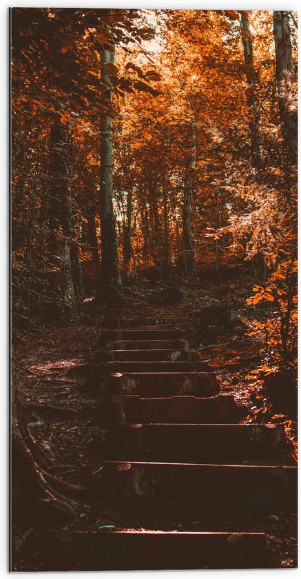 Dibond - Stenen Trap in Herfstkleurig Bos met Zonnestralen - 50x100 cm Foto op Aluminium (Wanddecoratie van metaal)