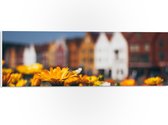 PVC Schuimplaat - Geel Bloemenveld voor Rij Amsterdamse Grachtenpanden - 60x20 cm Foto op PVC Schuimplaat (Met Ophangsysteem)