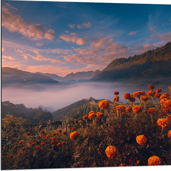 Dibond - Oranje Bloemenveld boven Wolkendek op Bergen - 80x80 cm Foto op Aluminium (Wanddecoratie van metaal)