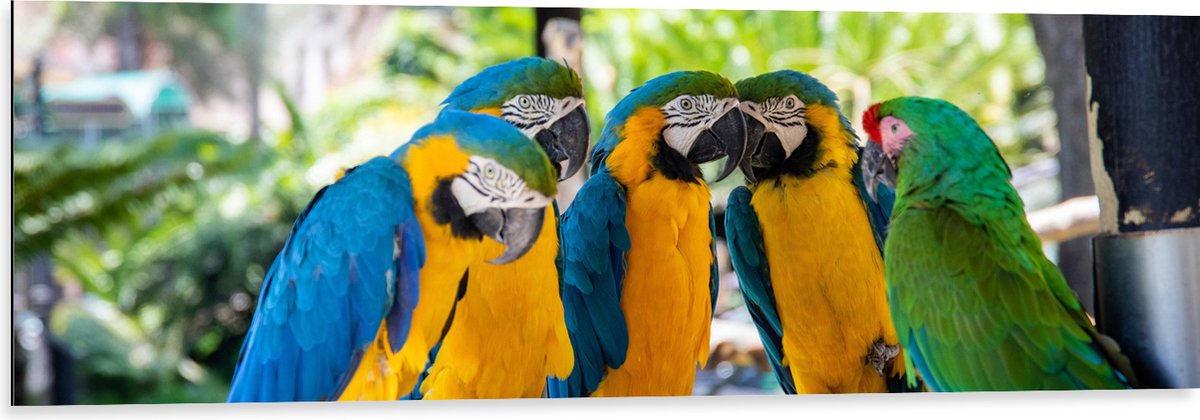 Dibond - Vijf Papegaaien bij Elkaar onder Rieten Parasol - 120x40 cm Foto op Aluminium (Wanddecoratie van metaal)