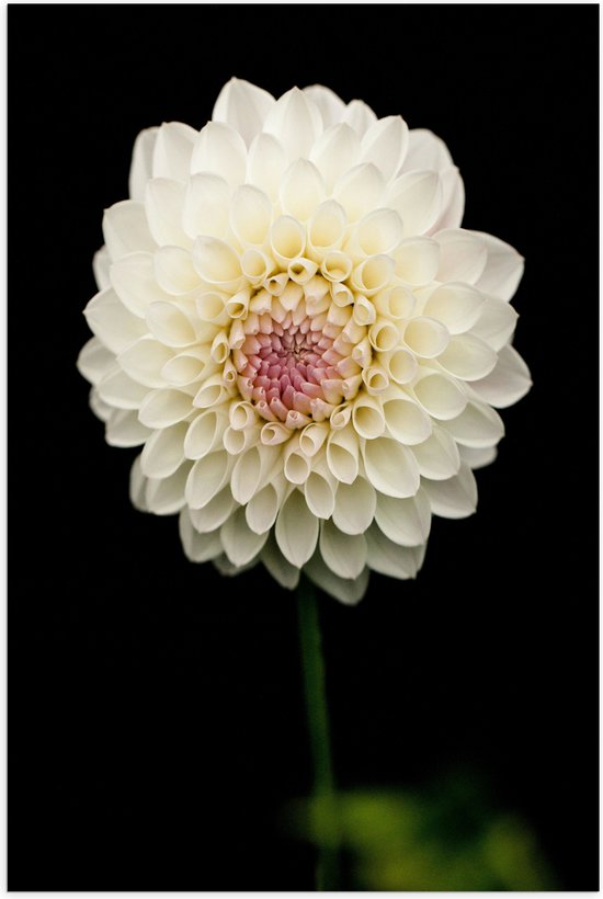 Poster Glanzend – Grote Bloeiende Witte Dahlia Pinnata Bloem - 50x75 cm Foto op Posterpapier met Glanzende Afwerking