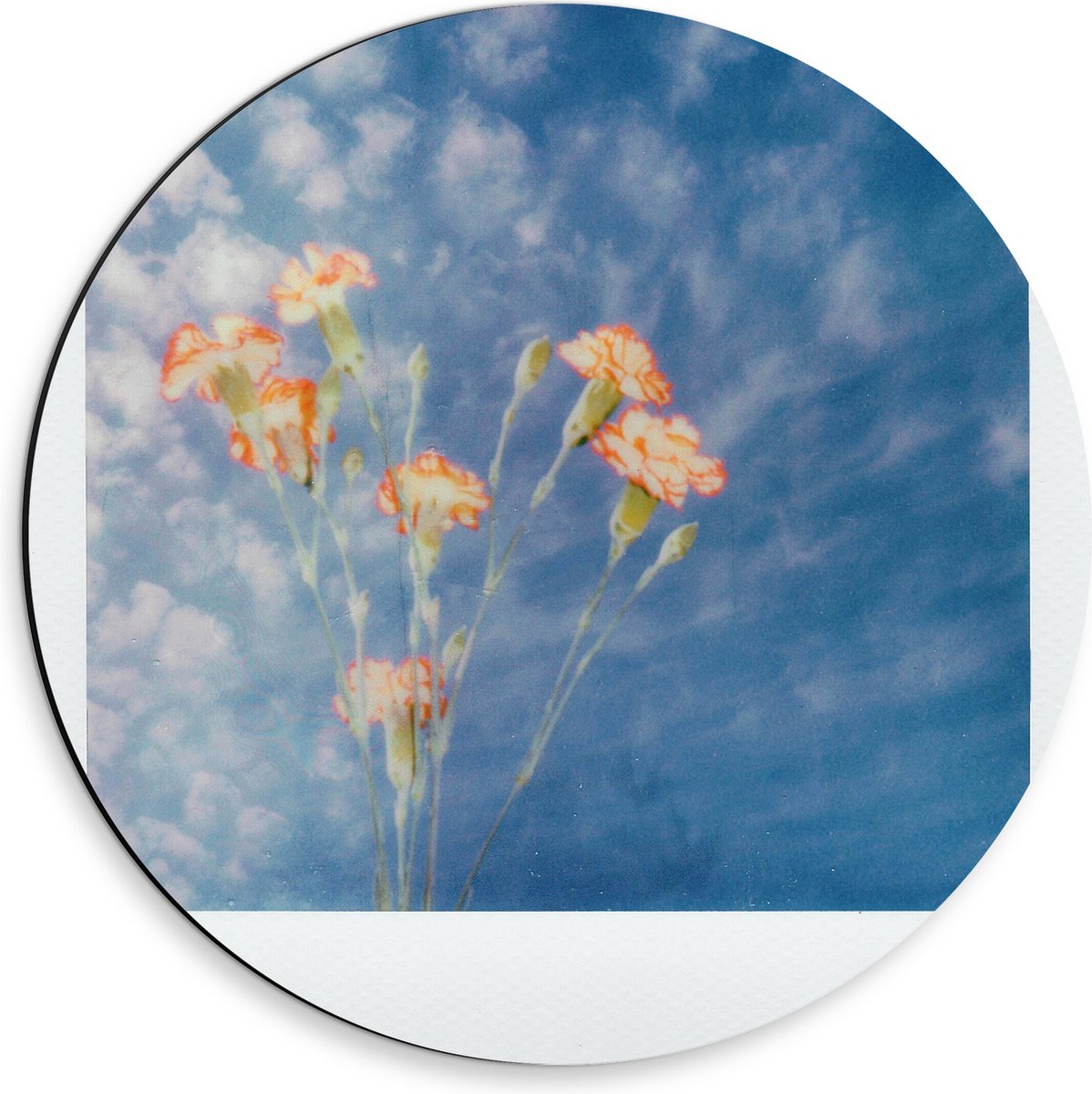 Dibond Muurcirkel - Polaroid Foto van Klein Groepje Bloemen onder Sluierbewolking - 30x30 cm Foto op Aluminium Muurcirkel (met ophangsysteem)
