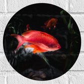WallClassics - Muursticker Cirkel - Rode Vis Zwemmend in Vijver - 30x30 cm Foto op Muursticker