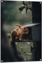 WallClassics - Tuinposter – Rode Eekhoorn bij Vogelhuisje - 70x105 cm Foto op Tuinposter (wanddecoratie voor buiten en binnen)