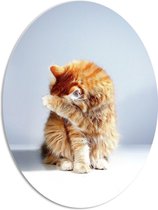 WallClassics - PVC Schuimplaat Ovaal - Oranje Verstoppende Kat tegen Witte Achtergrond - 51x68 cm Foto op Ovaal (Met Ophangsysteem)
