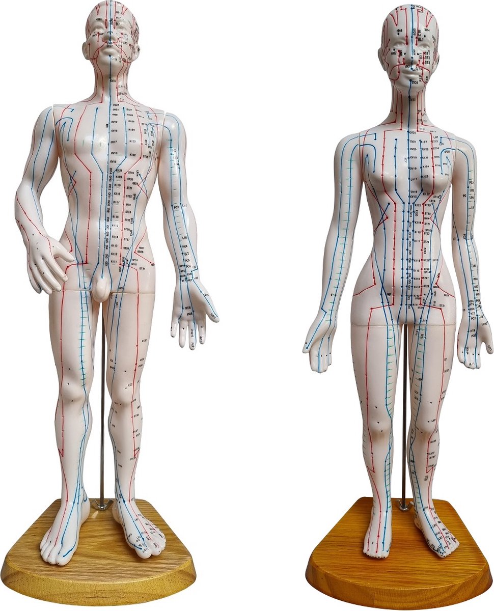 Acupunctuur en meridianen model (man en vrouw)