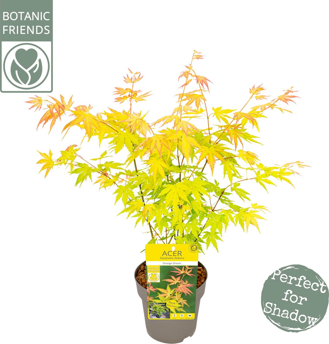 Hello Plants Acer Palmatum Orange Dream Japanse Esdoorn - Struik, Sierheester - Ø 15 cm - Hoogte: 30 cm