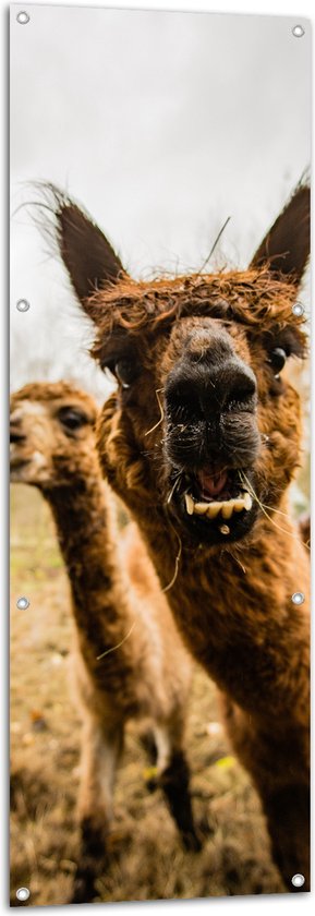 Tuinposter – Drie Alpaca's in het Gras - 50x150 cm Foto op Tuinposter (wanddecoratie voor buiten en binnen)