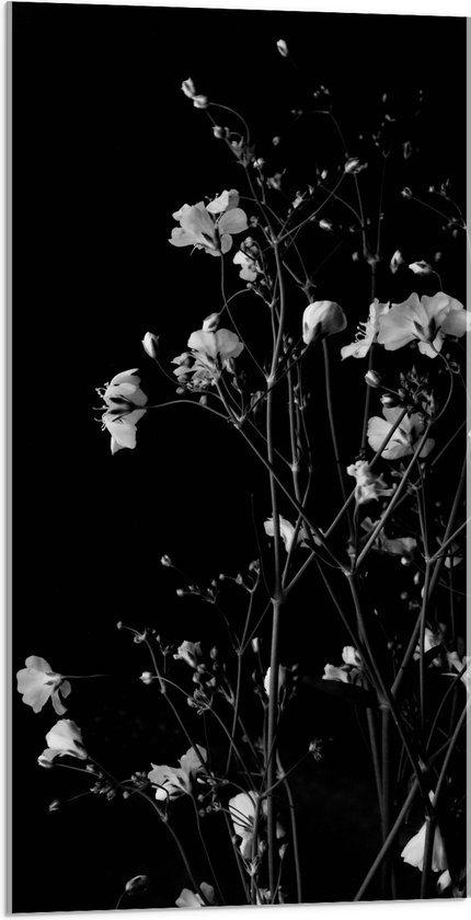 Acrylglas - Sluierkruid Bloemen Zwart/Wit - 50x100 cm Foto op Acrylglas (Wanddecoratie op Acrylaat)