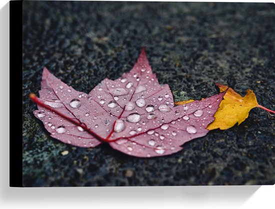 WallClassics - Canvas - Grote Regendruppels op Rood Blad - 40x30 cm Foto op Canvas Schilderij (Wanddecoratie op Canvas)