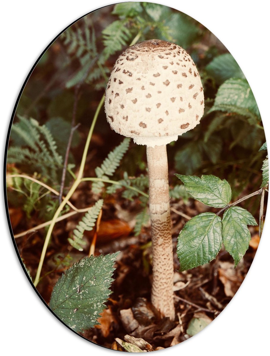Dibond Ovaal - Grote Parasolzwam Paddestoel tussen Groene Bladeren - 30x40 cm Foto op Ovaa