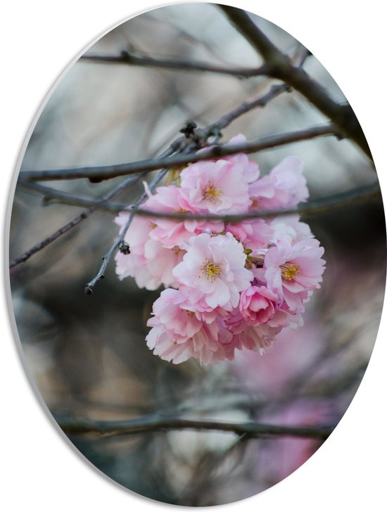 PVC Schuimplaat Ovaal - Licht Roze Bloemen aan een Tak - Sakura - 30x40 cm Foto op Ovaal (Met Ophangsysteem)