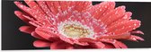 Dibond - Rode Gerbera Jamesonii met Waterdruppels - 120x40 cm Foto op Aluminium (Met Ophangsysteem)