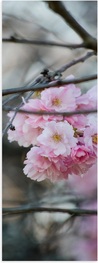 Poster Glanzend – Licht Roze Bloemen aan een Tak - Sakura - 30x90 cm Foto op Posterpapier met Glanzende Afwerking
