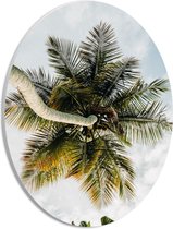 PVC Schuimplaat Ovaal - Palmboom vanaf onder - 21x28 cm Foto op Ovaal (Met Ophangsysteem)