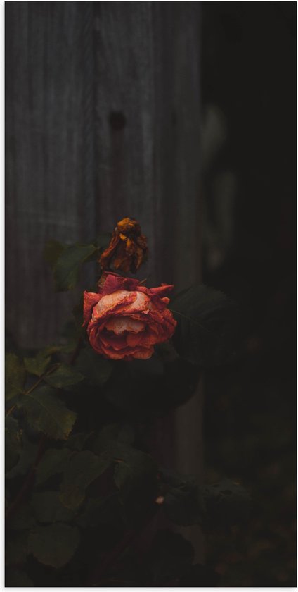 Poster (Mat) - Oude Rode Roos voor Houten Paal - 50x100 cm Foto op Posterpapier met een Matte look