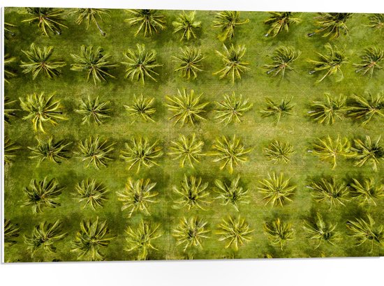 PVC Schuimplaat - Veld met Palmbomen vanaf boven - 75x50 cm Foto op PVC Schuimplaat (Met Ophangsysteem)