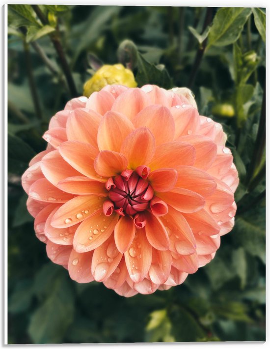 PVC Schuimplaat- Oranje Roze Dahlia Plant met Waterdruppels - 30x40 cm Foto op PVC Schuimplaat