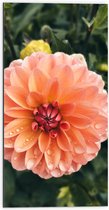 Dibond - Oranje Roze Dahlia Plant met Waterdruppels - 50x100 cm Foto op Aluminium (Wanddecoratie van metaal)