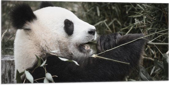 Vlag - Grote Zwart met Witte Panda tussen de Bamboe - 100x50 cm Foto op Polyester Vlag