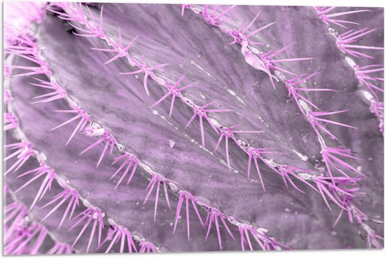 WallClassics - Acrylglas - Paarse Cactus in Close-up - 75x50 cm Foto op Acrylglas (Met Ophangsysteem)