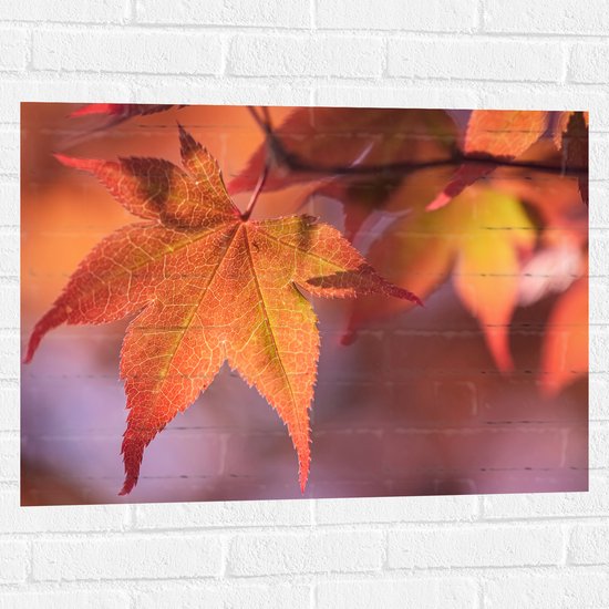 Muursticker - Oranje Herfstbladeren - 80x60 cm Foto op Muursticker