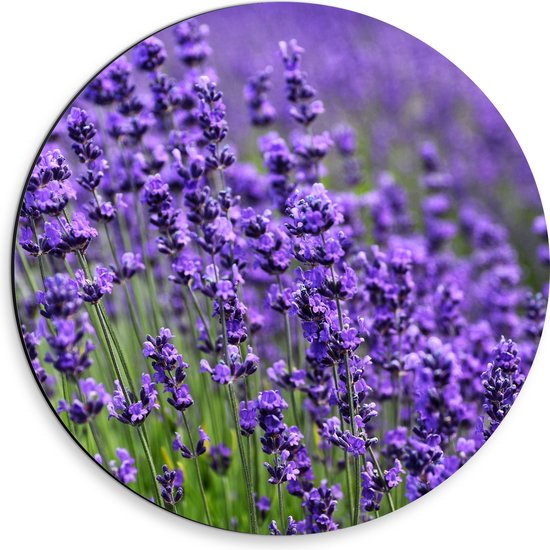 Dibond Muurcirkel - Lavendel Planten op een Grasveld - 30x30 cm Foto op Aluminium Muurcirkel (met ophangsysteem)