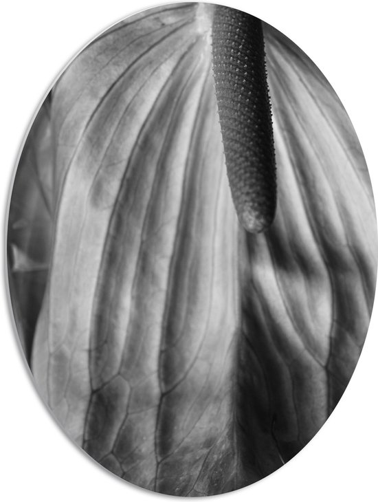 PVC Schuimplaat Ovaal - Spathiphyllum Cochlearspathum Bloem - Zwart/Wit - 51x68 cm Foto op Ovaal (Met Ophangsysteem)