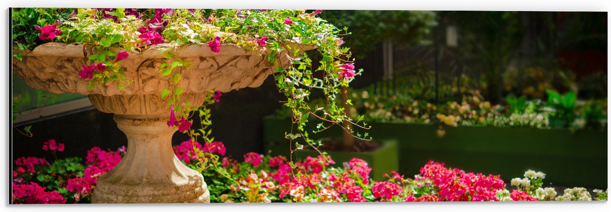 Dibond - Felroze Bloemen uit Fontein - 60x20 cm Foto op Aluminium (Met Ophangsysteem)