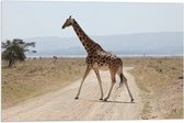 Vlag - Giraffe op de Weg in Kenia - 60x40 cm Foto op Polyester Vlag