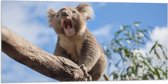 Vlag - Gapende Koala op een Tak - 100x50 cm Foto op Polyester Vlag