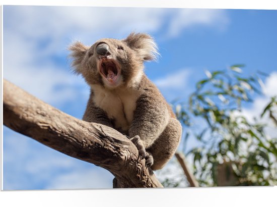 PVC Schuimplaat- Gapende Koala op een Tak - 75x50 cm Foto op PVC Schuimplaat